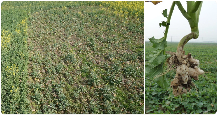 1774251234921744.png 苗期发生根肿病可造成绝收.png