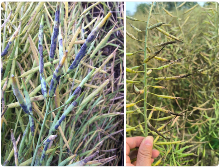 1774251265271112.png 黑斑病.png