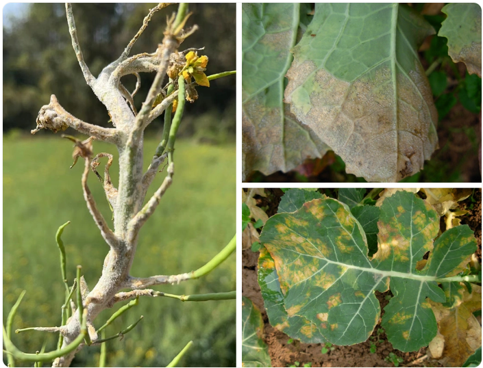 1774251303419801.png 霜霉病.png