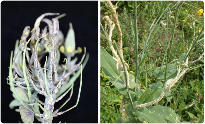 1774251323288633.png 白锈病.png