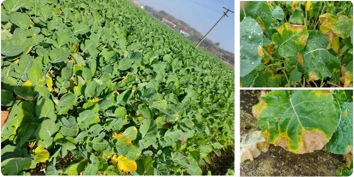 1774251341477423.png 黑腐病.png