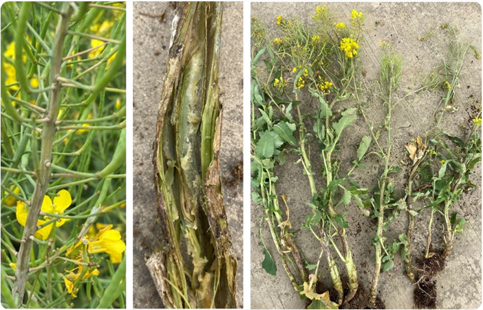 1774251361301796.png 软腐病.png