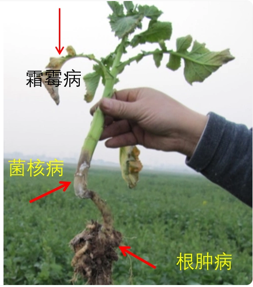 1774251429465592.png 油菜多种病害兼发较普遍.png