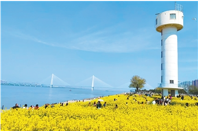 1774606780315109.png 武昌江滩白塔下的油菜花海。.png