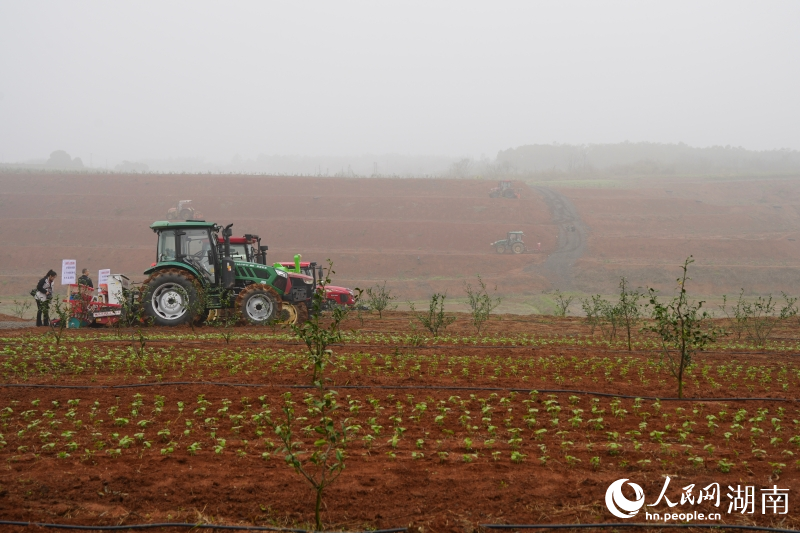 1774865871629873.jpg 岳阳县荣家湾街道香柚果园。.jpg