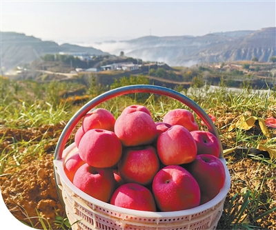 张炳贵种出的沙地苹果。横山区委宣.jpg