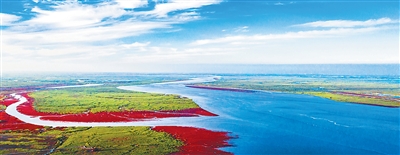 图为盘锦辽河口湿地的红海滩。.jpg
