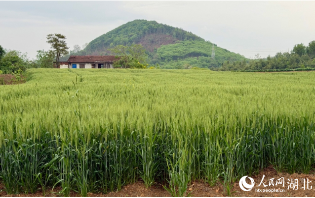 1776142755913162.png 曾经的“疤痕”地块修复成为耕地。人.png