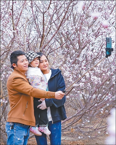 游客在野山桃花间自拍留念。.jpg